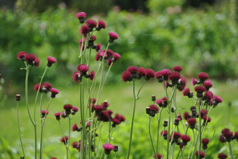 Are Thistles Good for the Garden
