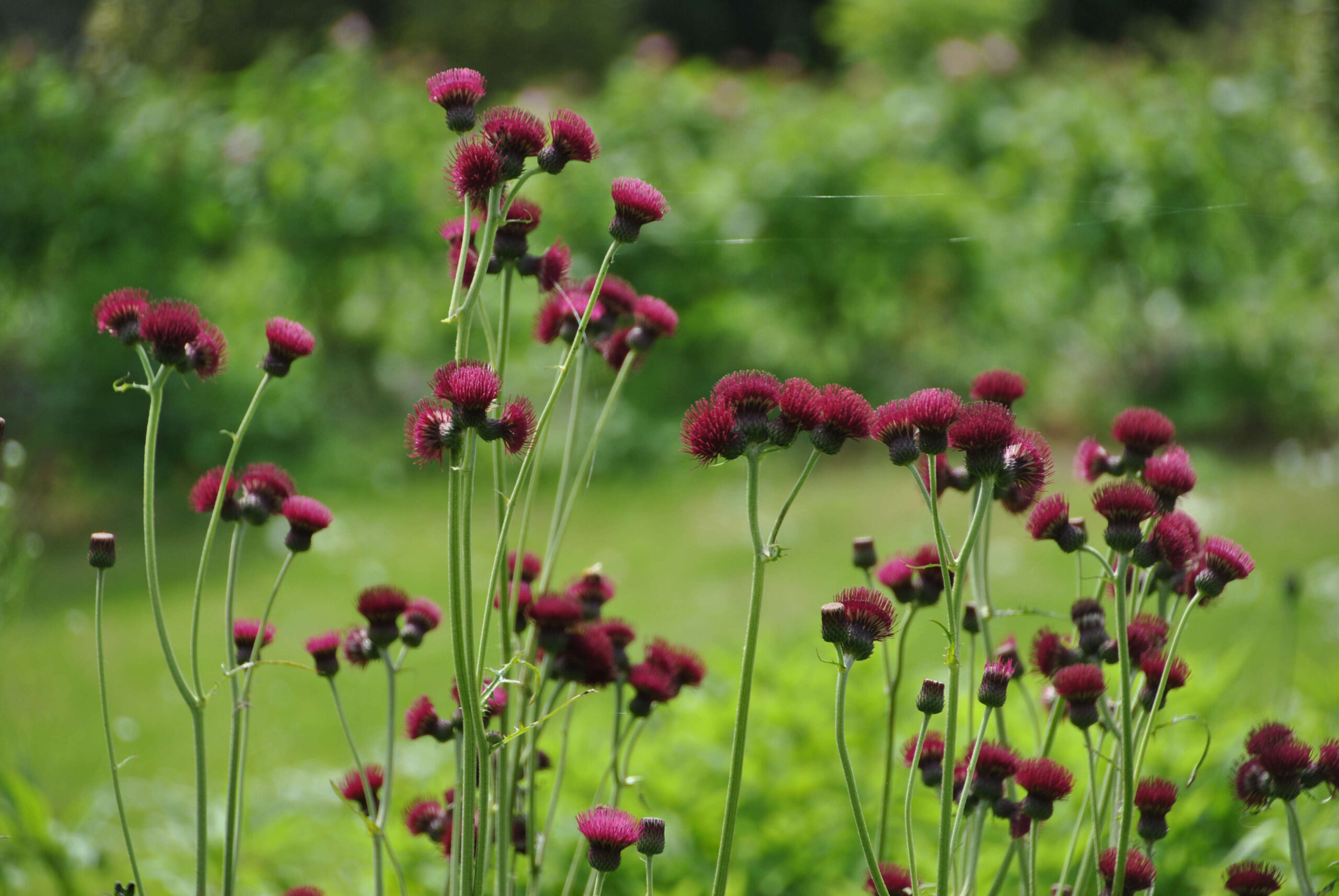 Are Thistles Good for the Garden