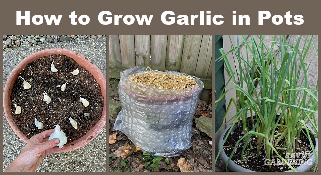 Can You Plant Garlic in Pots Over Winter