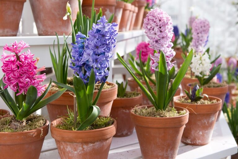How Do You Plant a Potted Hyacinth Outside