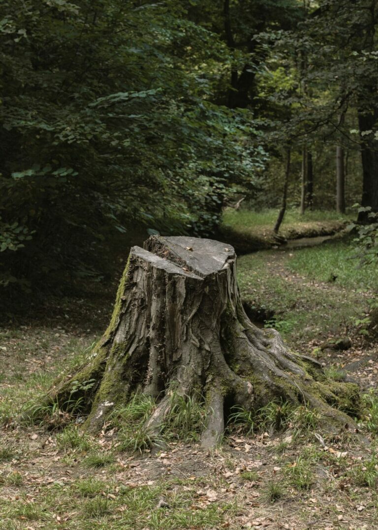 How Long Does It Take for a Stump to Rot Away
