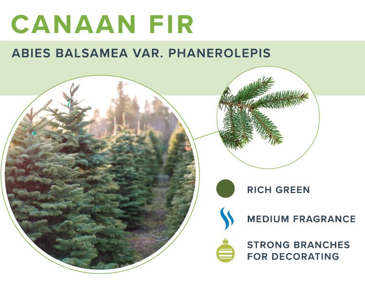 What are the Branches of a Christmas Tree Called