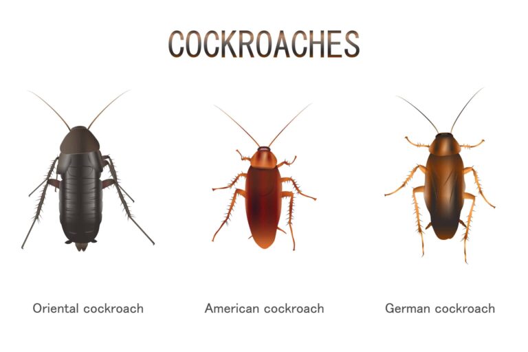 What is a Cockroach Look Like