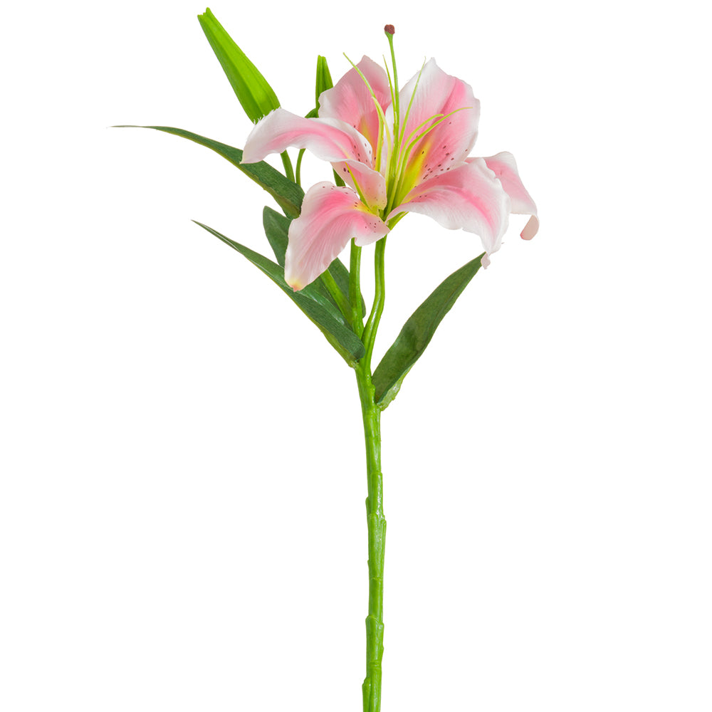 What is a Lily Stalk