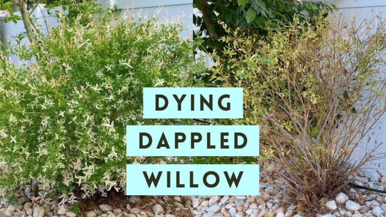 Why is My Nishiki Willow Turning Brown